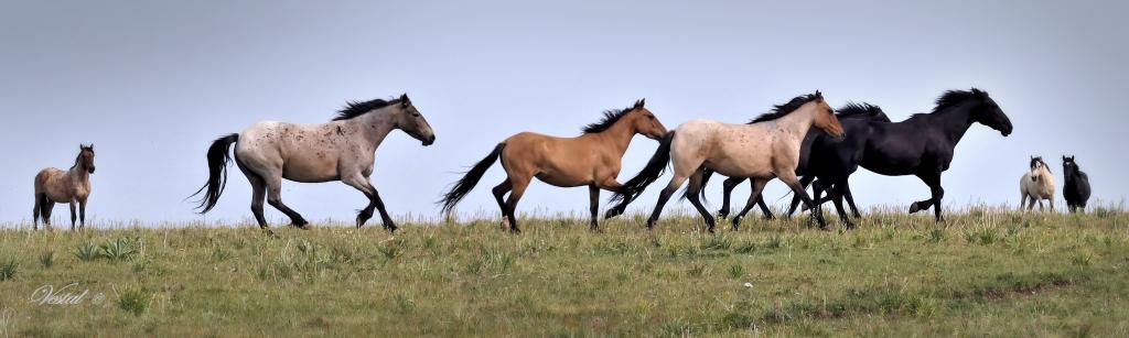 Pryor Mountain Wild Mustangs, "Wishful Thinking"